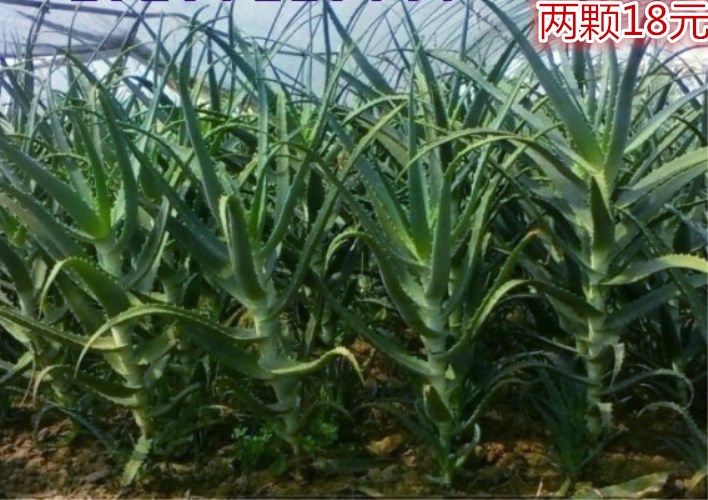日本木立芦荟 龙爪菊芦荟植物芦荟新鲜美容叶片可食用芦荟苗盆栽|ruв категории доставка цветов/цветок моделирования/растения садоводства, цветок/растения в горшках (новый), растения - от Buy2taobao.com для оказания профессиональной услуги покупки агента Taobao
