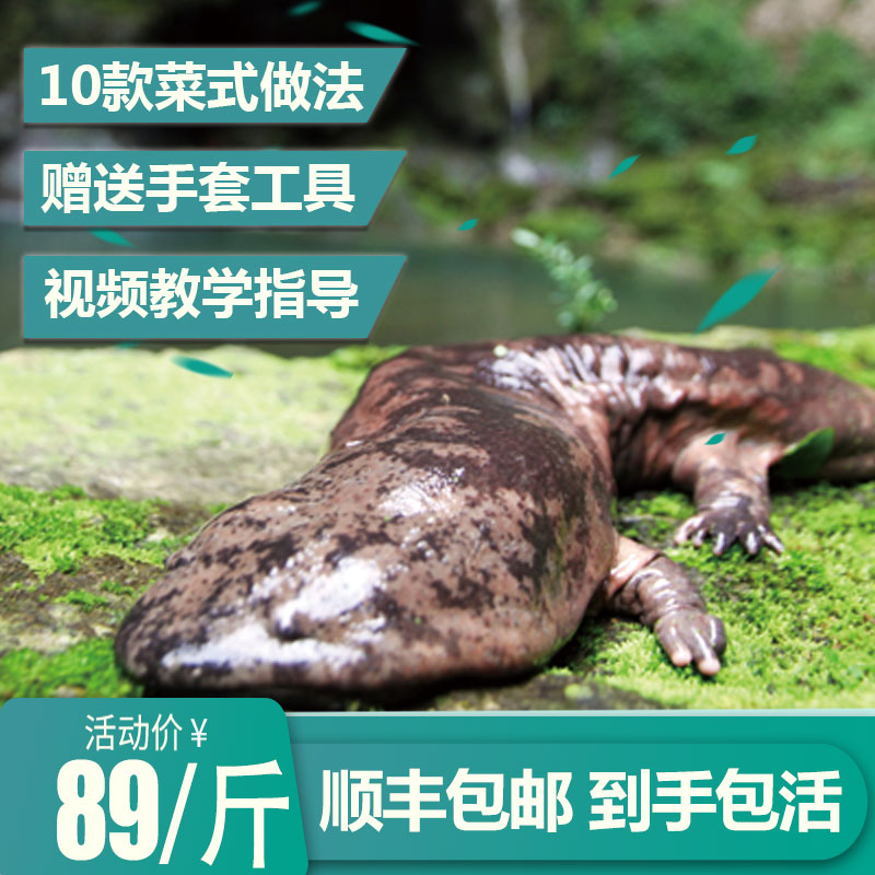 娃娃鱼鲜活大鲵活体新鲜1斤食用娃娃鱼 非小型宠物娃娃鱼苗 可爱|msdalam kategori daging perikanan/Buah-buahan segar dan sayur-sayuran/dimasak, makanan laut/produk akuatik/produk, ikan air tawar - dari Buy2taobao.com untuk memberikan perkhidmatan ejen Taobao profesional membeli