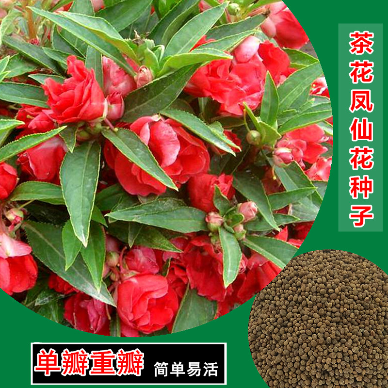 重瓣鳳仙花種子指甲花子重瓣指甲花種子茶花鳳仙四季種植野花組合在類目 鮮花速遞/花卉仿真/綠植園藝, 花卉/蔬果/草坪種子(新), 家庭園藝種子中 - 來自Buy2taobao.com提供專業的淘寶代購服務