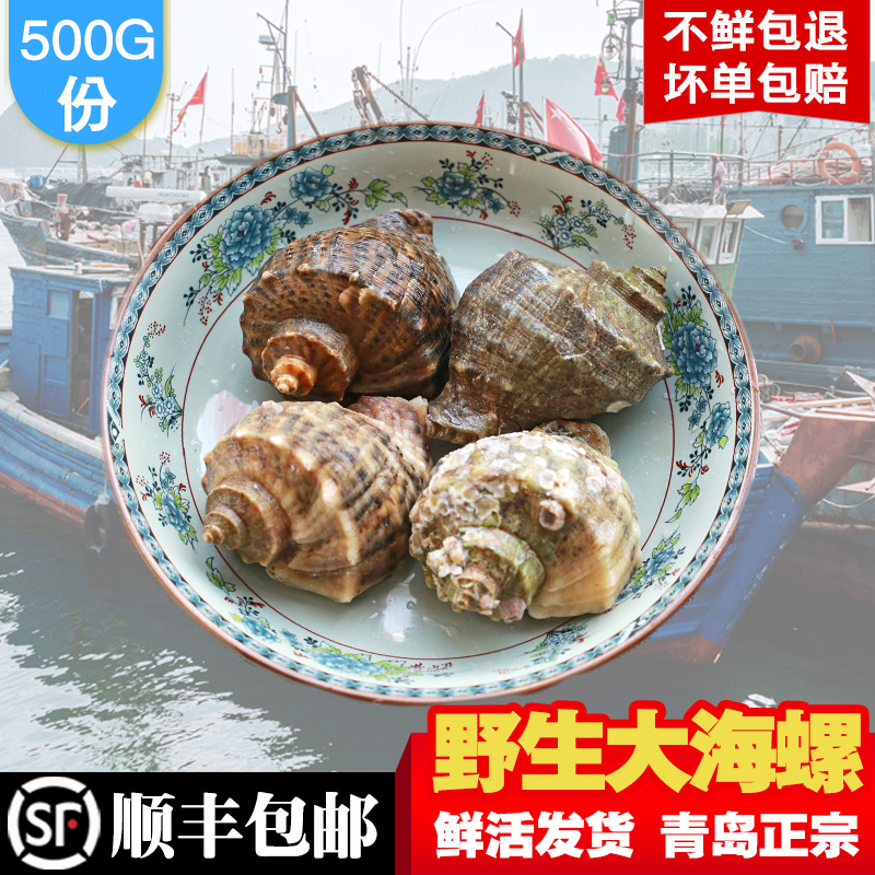 大海螺包邮鲜活当天新鲜现挖贝类野生小海螺超大生鲜青岛海鲜水产在类目 水产肉类/新鲜蔬果/熟食, 海鲜/水产品/制品, 贝类, 贝类制品中 - 来自Buy2taobao.com提供专业的淘宝代购服务