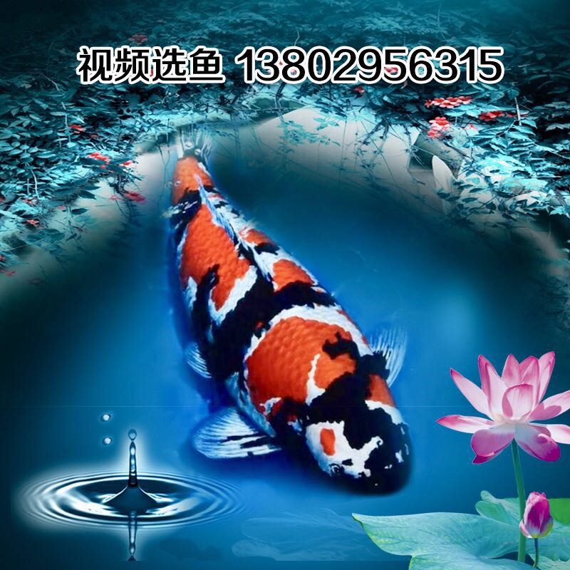 泉和錦鯉 純種紅白大正昭和錦鯉活體純種觀賞魚精品在類目 寵物/寵物食品及用品, 水族世界, 魚中 - 來自Buy2taobao.com提供專業的淘寶代購服務