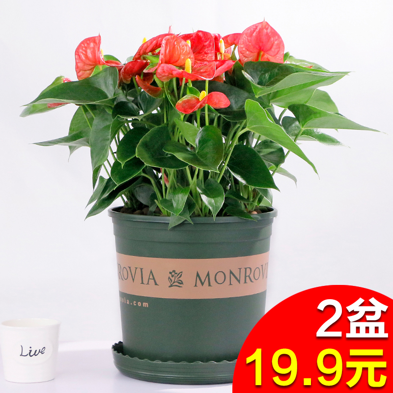 一帆风顺红掌盆栽花卉室内绿植白掌水培植物盆景办公室盆栽植物|msdalam kategori penghantaran bunga/bunga simulasi/tumbuhan berkebun, bunga/Tumbuh-tumbuhan tumbuh-tumbuhan pasu (baru), tumbuh-tumbuhan hijau - dari Buy2taobao.com untuk memberikan perkhidmatan ejen Taobao profesional membeli