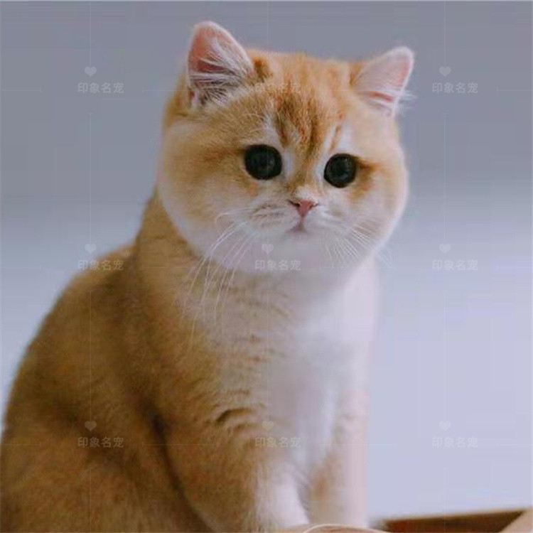 英短金渐层活体幼猫纯种猫咪英国短毛猫宠物猫金渐层银渐层短毛|msdalam kategori haiwan peliharaan/makanan haiwan dan bekalan, Kitty - dari Buy2taobao.com untuk memberikan perkhidmatan ejen Taobao profesional membeli