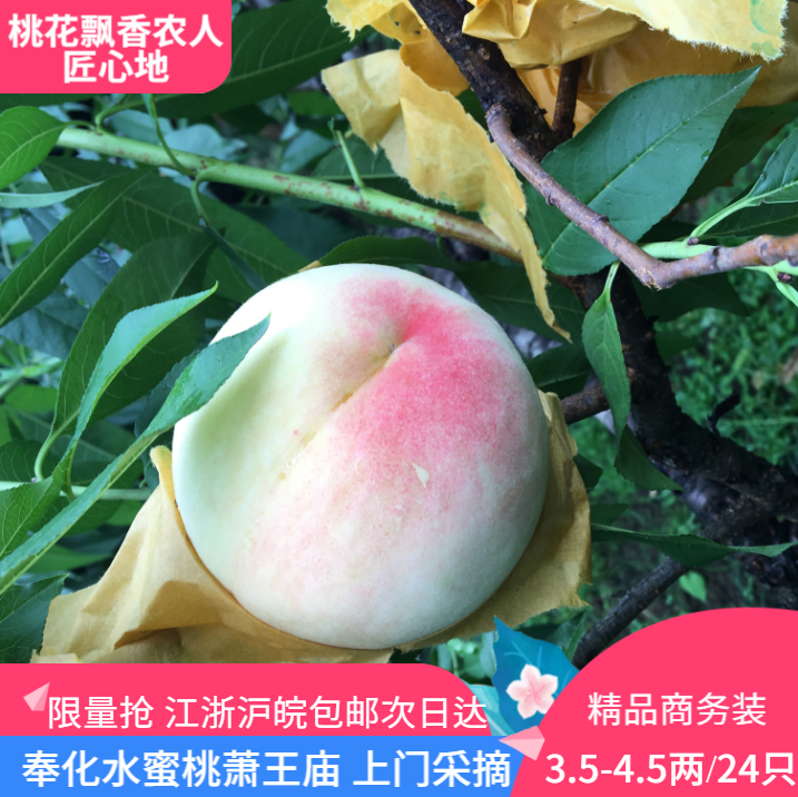 奉化水蜜桃新鲜水果非阳山南汇蒙阴现摘当季湖景玉露孕妇油毛桃子|ruв категории водной мясо/свежие фрукты и овощи/еда, свежие фрукты, персик - от Buy2taobao.com для оказания профессиональной услуги покупки агента Taobao