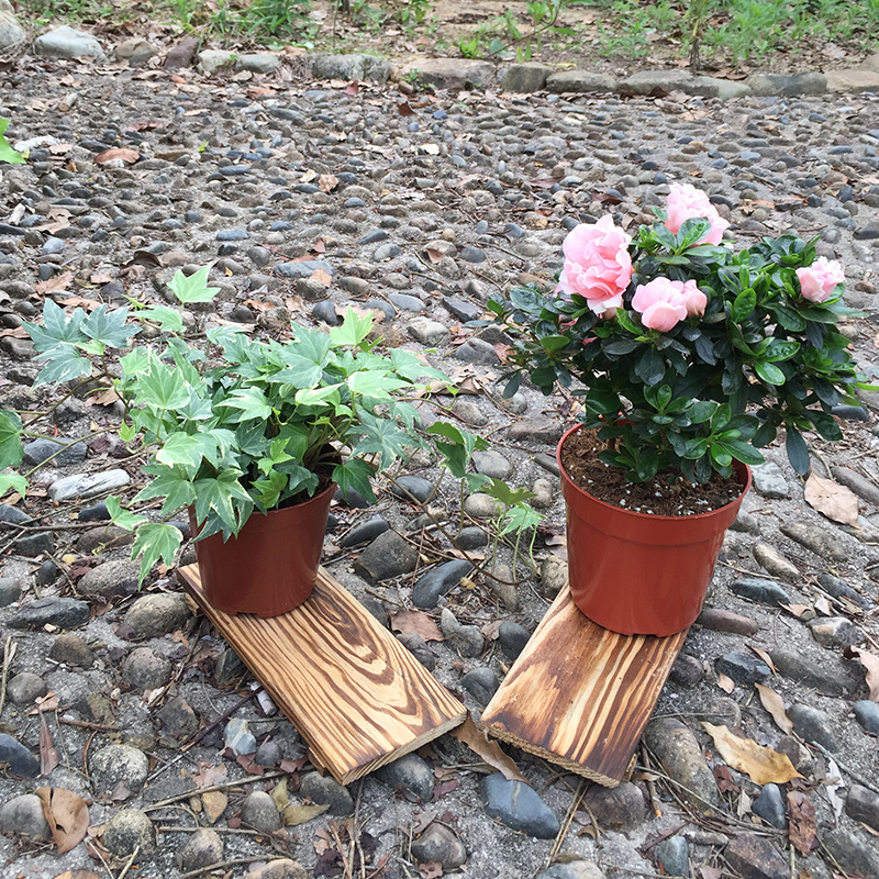 Bud Snapdragon Azaleas Ivy Jasper Potted plant Four seasons Bloom flowers and plants indoor a living room balcony Botanyin the Flower delivery/Flowers simulation/Plants gardening , Flowers/Potted plants (New) , Plants category - from Buy2taobao.com to provide professional Taobao agent buy service