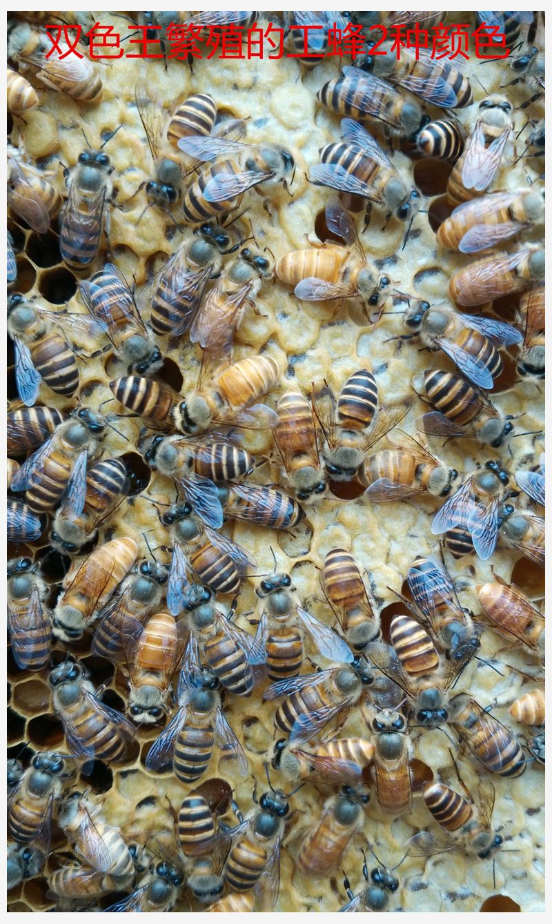 中蜂蜂王种王优质种良种高产蜜蜂土蜂王活体产卵新蜂王杂交不|ruв категории животное/Животное питание и принадлежностей, других домашних животных, других домашних животных - от Buy2taobao.com для оказания профессиональной услуги покупки агента Taobao
