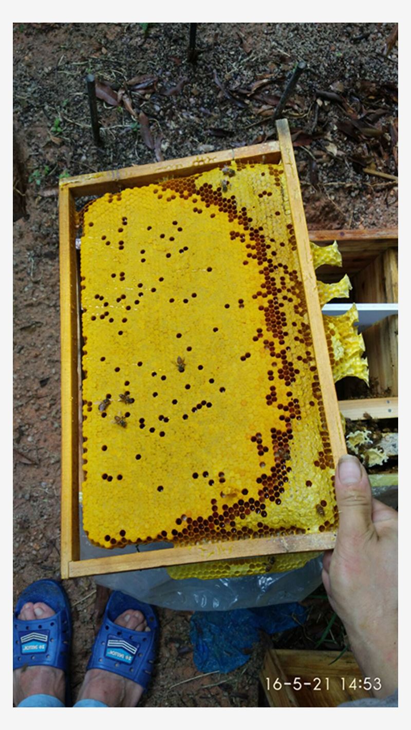 蜂王活体中蜂王中蜂蜂王中蜂高产蜜蜂蜂王种王优质处女王仓王|msdalam kategori haiwan peliharaan/makanan haiwan dan bekalan, haiwan kesayangan yang lain, haiwan kesayangan yang lain - dari Buy2taobao.com untuk memberikan perkhidmatan ejen Taobao profesional membeli
