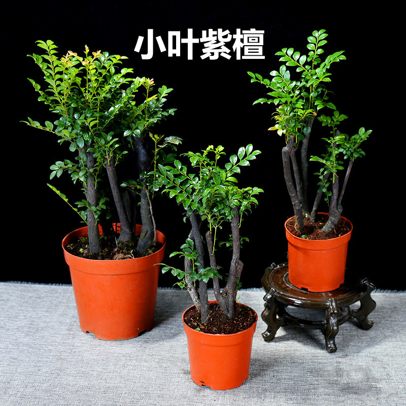 supply Lobular red sandalwood Potted plant bonsai Sapling flowers and plants indoor balcony Potted plant Green plant Cold-resistant Evergreen Botanyin the Hardware/Tool , Fastener , Screw category - from Buy2taobao.com to provide professional Taobao agent buy service