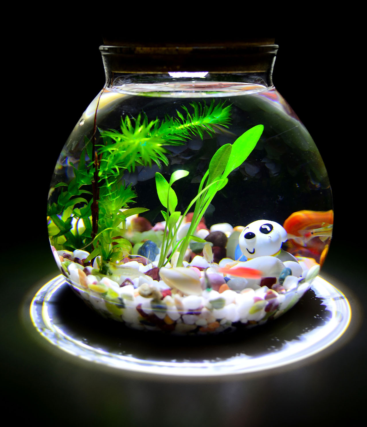 幸福海藻球marimo 生態瓶 熱帶魚微景觀迷妳桌面魚缸 創意禮物在類目 寵物/寵物食品及用品, 水族世界, 魚缸等水族設備, 生態瓶/創意缸/桌面微景缸中 - 來自Buy2taobao.com提供專業的淘寶代購服務