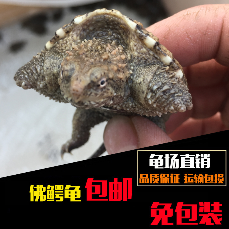 小鳄龟苗宠物活体爆刺纯佛鳄龟 大鳄杂佛北美鳄鱼龟乌龟|msdalam kategori haiwan peliharaan/makanan haiwan dan bekalan, Aquarium World, penyu/penyu - dari Buy2taobao.com untuk memberikan perkhidmatan ejen Taobao profesional membeli