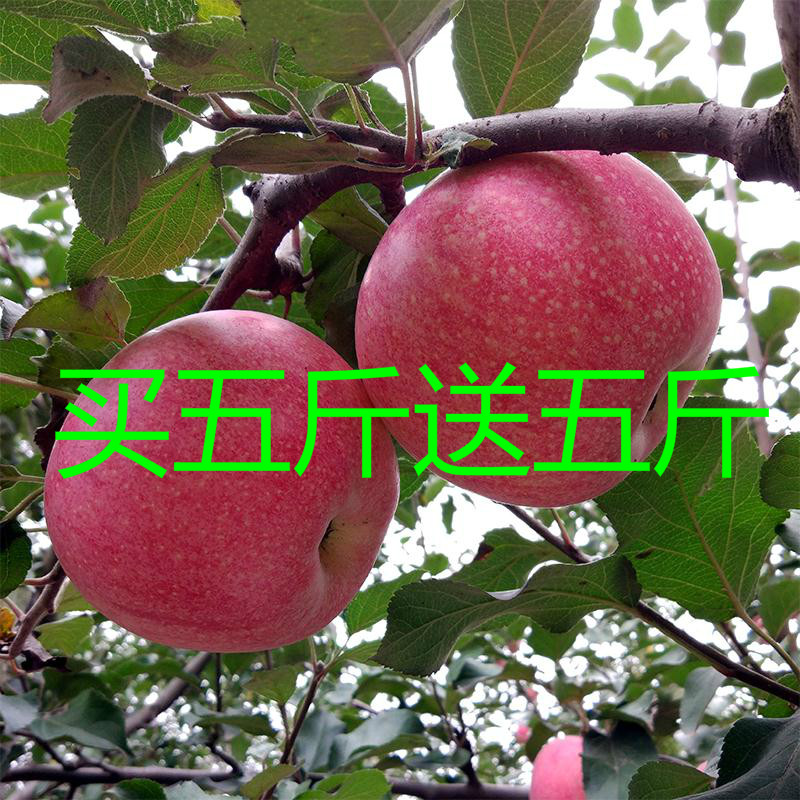 Qin Guan apple Shanxi Ruicheng Alpine wax Noodles Apple 5 10 Pounds a boxin the Aquatic meat/Fresh fruits and vegetables/Cooked , Fresh fruit , Apple category - from Buy2taobao.com to provide professional Taobao agent buy service