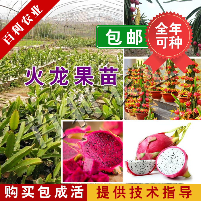 广西火龙果苗盆栽桂红金都红心红肉火龙果苗南方北方种植当年结果|msdalam kategori penghantaran bunga/bunga simulasi/tumbuhan berkebun, 花园植物/行道树/果树, 果树 - dari Buy2taobao.com untuk memberikan perkhidmatan ejen Taobao profesional membeli