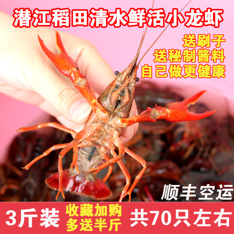 潜江鲜活清水小龙虾新鲜稻田活体现捕活虾456钱3斤顺丰包邮在类目 水产肉类/新鲜蔬果/熟食, 海鲜/水产品/制品, 虾类, 活虾中 - 来自Buy2taobao.com提供专业的淘宝代购服务