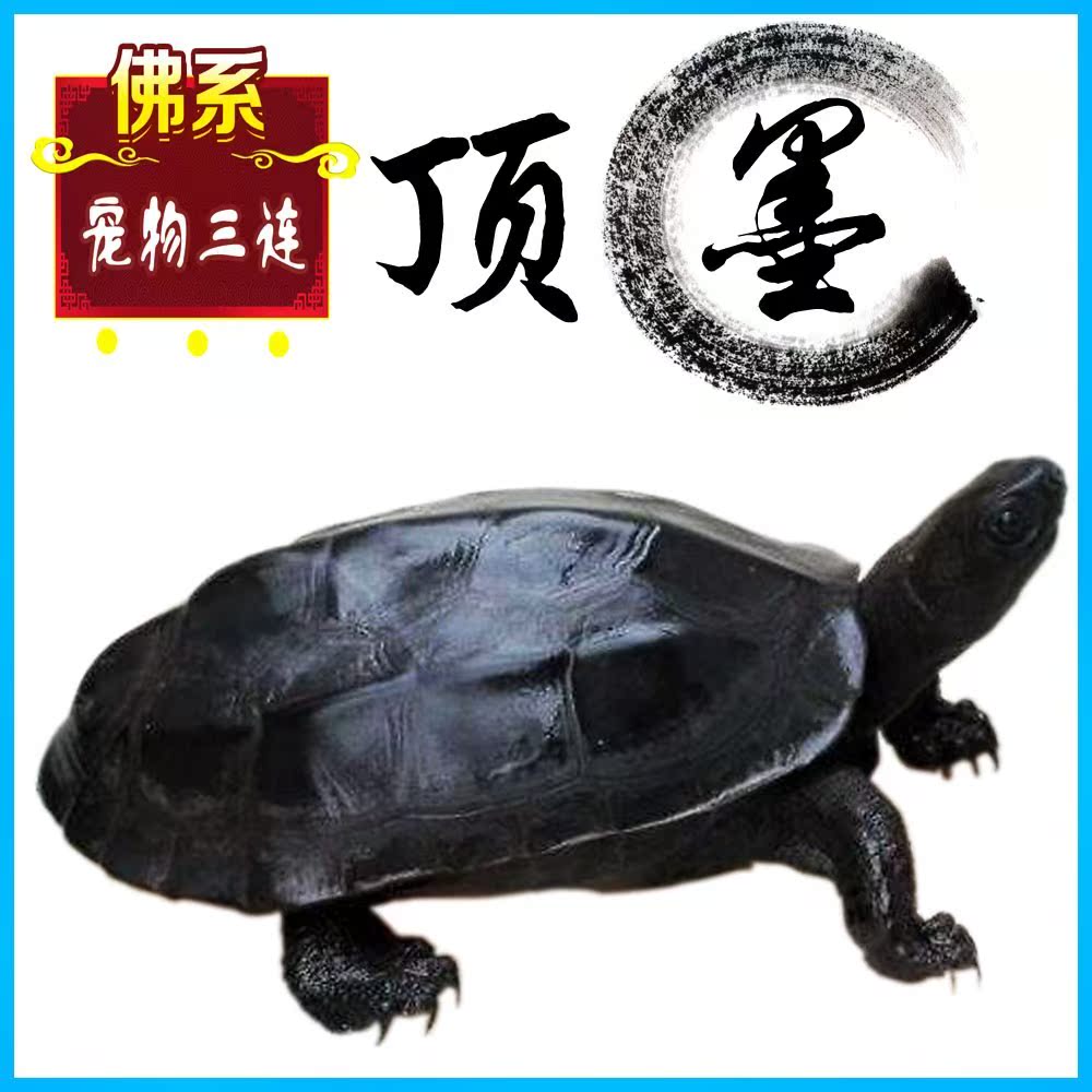 黑腹墨龟苗活体全黑小乌龟外塘中华草龟苗镇宅风水招财长寿顶墨苗在类目 宠物/宠物食品及用品, 水族世界, 龟/鳖中 - 来自Buy2taobao.com提供专业的淘宝代购服务