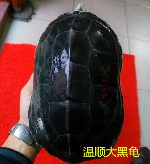乌龟宠物龟活体龟陆龟 温顺大黑龟草龟墨龟大乌龟乌龟活体陆地养在类目 宠物/宠物食品及用品, 水族世界, 龟/鳖中 - 来自Buy2taobao.com提供专业的淘宝代购服务