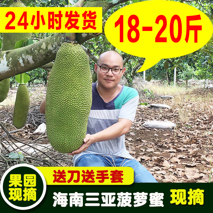 18-20斤海南三亚黄肉菠萝蜜新鲜水果热带波罗蜜木菠萝整个40包邮|ruв категории водной мясо/свежие фрукты и овощи/еда, свежие фрукты, другие - от Buy2taobao.com для оказания профессиональной услуги покупки агента Taobao