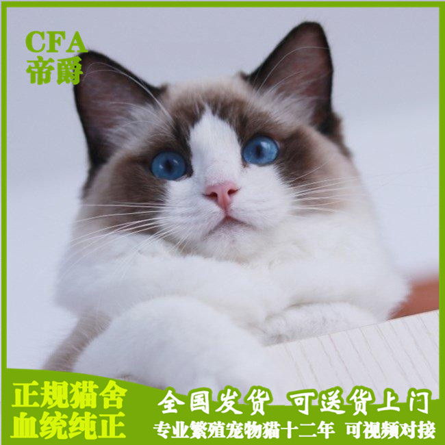 纯种海双布偶猫活体cfa蓝双布偶猫幼猫海豹双色家养双血统布偶猫在类目 宠物/宠物食品及用品, 猫咪中 - 来自Buy2taobao.com提供专业的淘宝代购服务