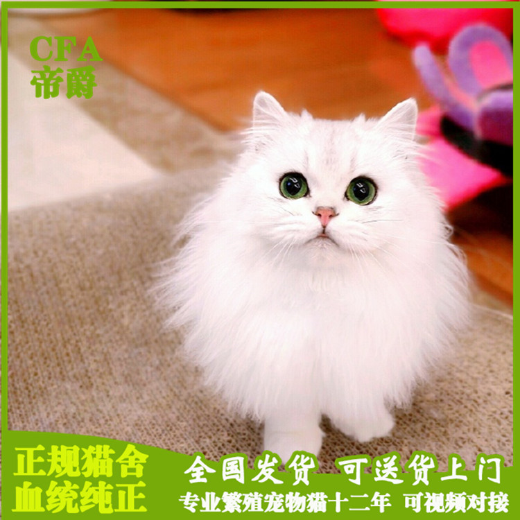 纯种金吉拉活体幼猫高地猫绿眼宠物猫咪折耳长毛猫纯白波斯猫布偶在类目 宠物/宠物食品及用品, 猫咪中 - 来自Buy2taobao.com提供专业的淘宝代购服务