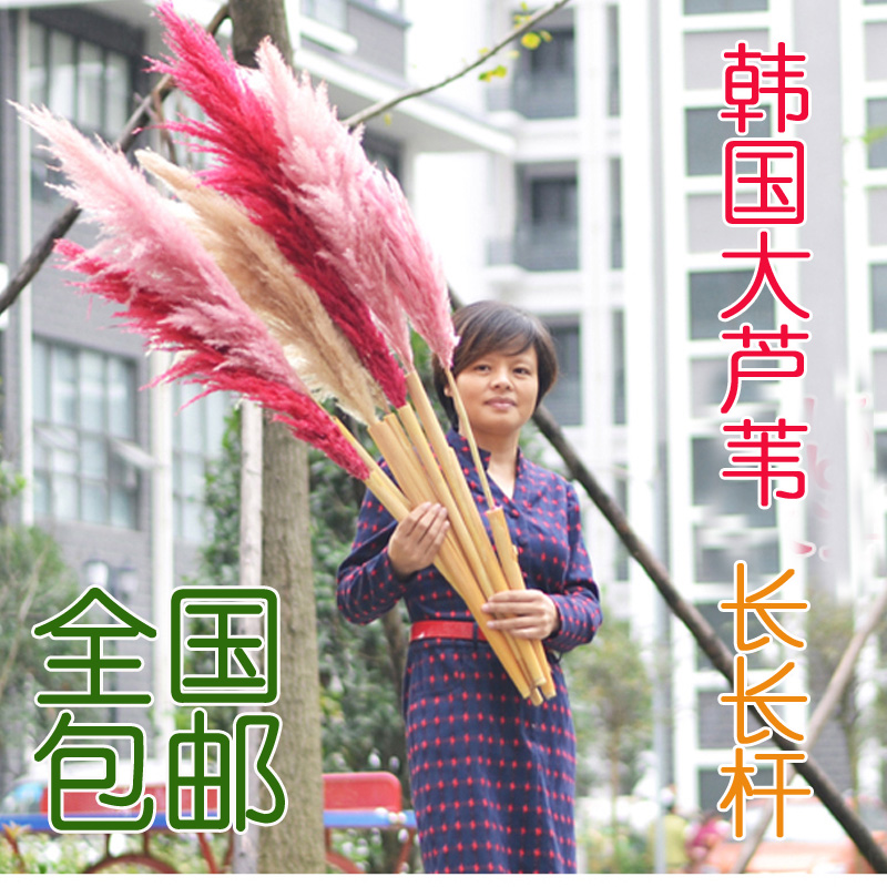 包邮INS粉色大芦苇干花花束芦苇花真花厨窗摆件婚庆摄影客厅装饰在类目 家居饰品, 花瓶/花器/仿真花/仿真饰品, 干花/花瓣/干花包/干树枝中 - 来自Buy2taobao.com提供专业的淘宝代购服务