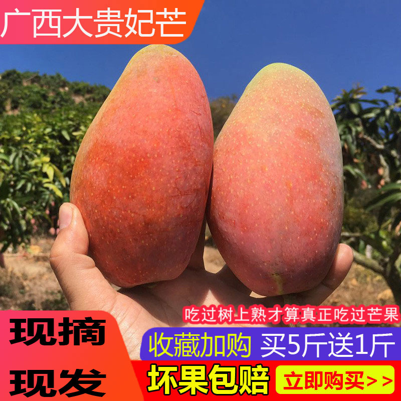 广西芒果树上熟贵妃芒大果5斤装新鲜一级包邮特大百色非海南中果|msdalam kategori daging perikanan/Buah-buahan segar dan sayur-sayuran/dimasak, buah-buahan segar, Mango - dari Buy2taobao.com untuk memberikan perkhidmatan ejen Taobao profesional membeli