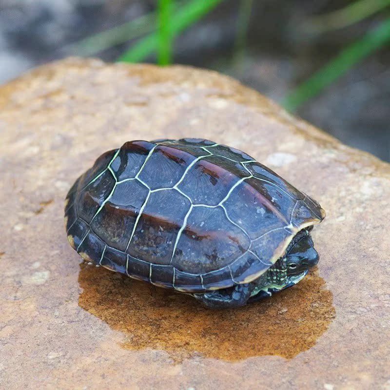 Little Turtle Living creatures living thing Gold Line Hatchlings Lucky Little Turtle Pets Terrapinsin the Pet/Pet food and supplies , Aqua World , Turtle/Turtle category - from Buy2taobao.com to provide professional Taobao agent buy service