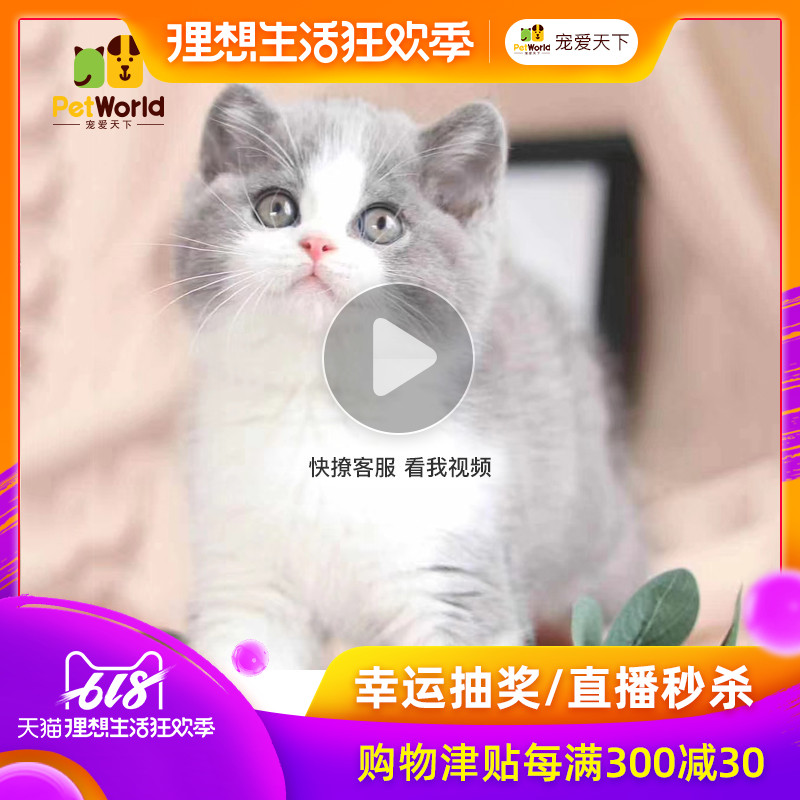 宠爱天下 023宠物猫英国短毛猫蓝白英短猫幼猫幼崽 活体纯种猫|ruв категории животное/Животное питание и принадлежностей, кошка - от Buy2taobao.com для оказания профессиональной услуги покупки агента Taobao