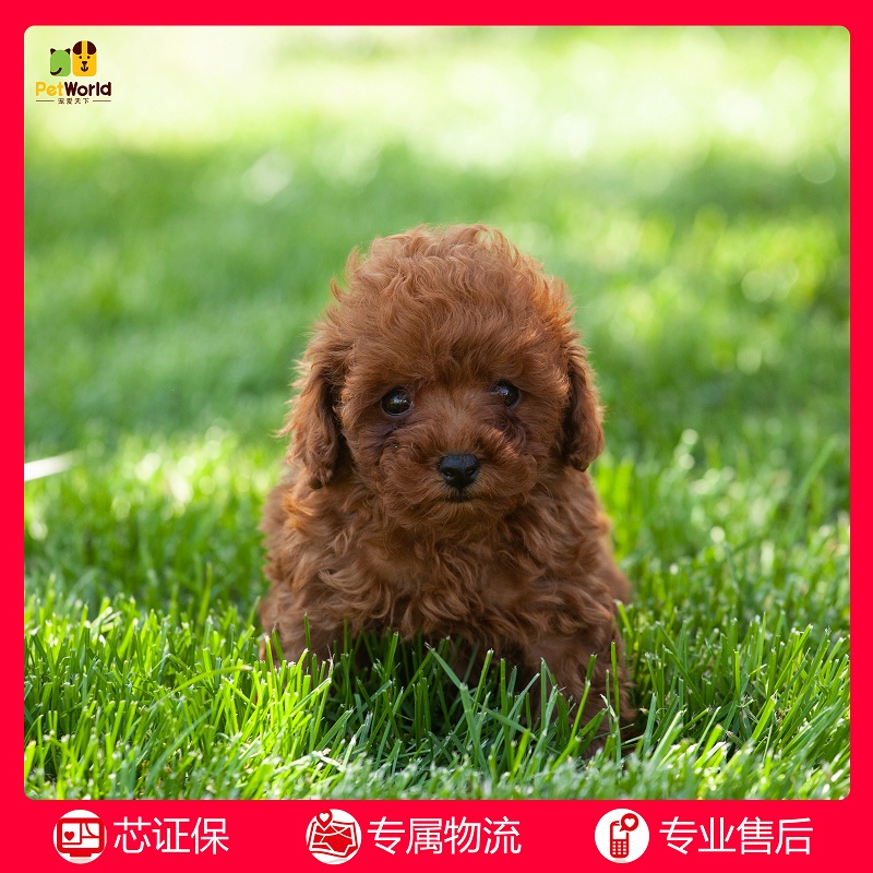 宠爱天下070 纯种贵宾泰迪幼犬活体宠物狗狗红色棕色贵宾泰迪犬TD|msdalam kategori haiwan peliharaan/makanan haiwan dan bekalan, anjing - dari Buy2taobao.com untuk memberikan perkhidmatan ejen Taobao profesional membeli