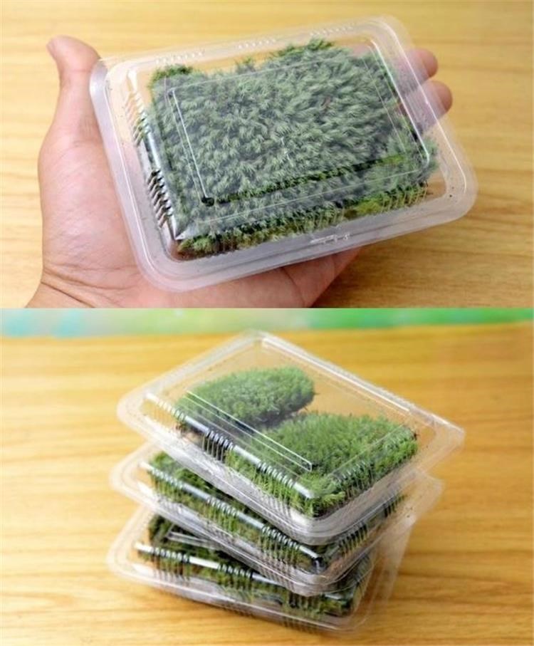 moss and lichen Landscaping Mini Botany Scenery Flowers Water and land Moss Landscaping Mini Green plant Mossin the Flower delivery/Flowers simulation/Plants gardening , Creative mini-plant category - from Buy2taobao.com to provide professional Taobao agent buy service