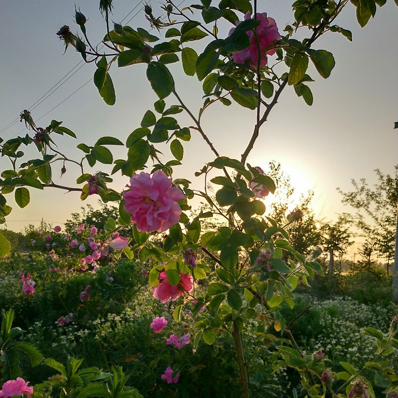 Damascus Rose Flowers Fresh flowers Special water 500 gram..in the Flower delivery/Flowers simulation/Plants gardening , Flower delivery(City) category - from Buy2taobao.com to provide professional Taobao agent buy service