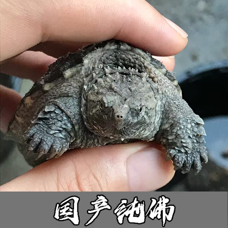 1 Crocodile cub Snapping Turtle Predators Tortoise Stock Big snapper living thing North America Miscellaneous Buddha Small snapperin the Pet/Pet food and supplies , Aqua World , Turtle/Turtle category - from Buy2taobao.com to provide professional Taobao agent buy service