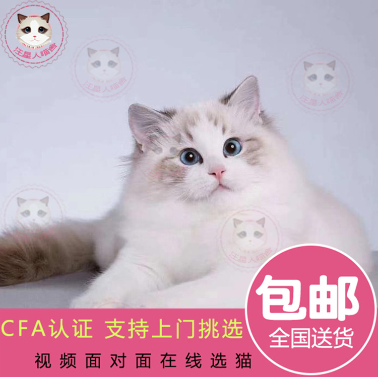 梵娅布偶猫活体幼猫 蓝双色海豹宠物猫活体双血统蓝眼山猫布偶猫|ruв категории животное/Животное питание и принадлежностей, кошка - от Buy2taobao.com для оказания профессиональной услуги покупки агента Taobao