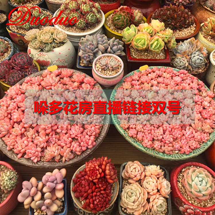 {哚多花房}编号 R082 直播链接 6月8日韩国精品多肉直播专拍链接|msdalam kategori penghantaran bunga/bunga simulasi/tumbuhan berkebun, bunga/Tumbuh-tumbuhan tumbuh-tumbuhan pasu (baru), succulents - dari Buy2taobao.com untuk memberikan perkhidmatan ejen Taobao profesional membeli