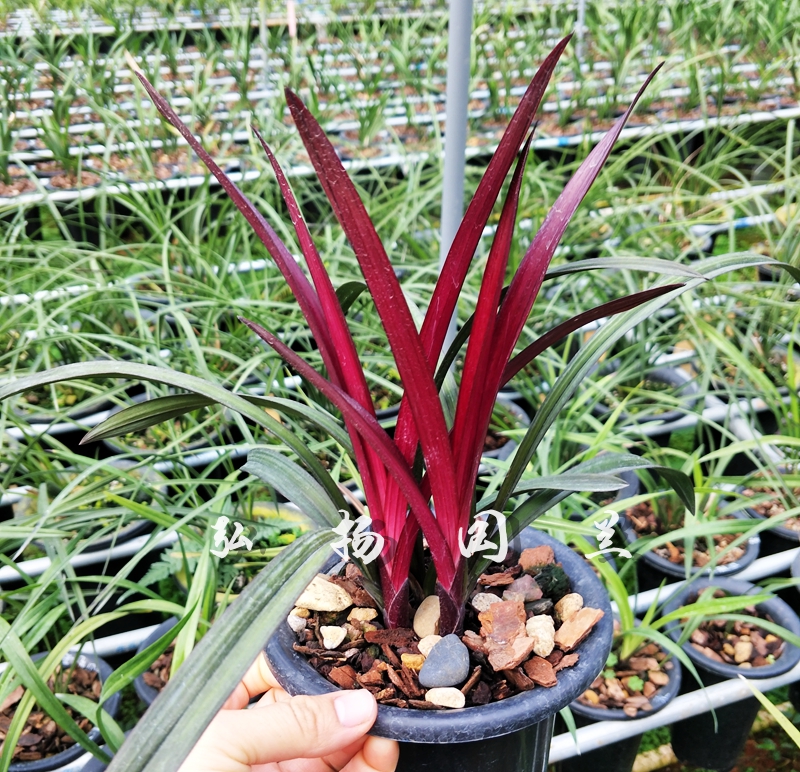 兰花苗 四季兰建兰红草红荷 盆栽 春兰蕙兰春剑花卉夏季带花苞在类目 鲜花速递/花卉仿真/绿植园艺, 花卉/绿植盆栽(新), 花卉中 - 来自Buy2taobao.com提供专业的淘宝代购服务