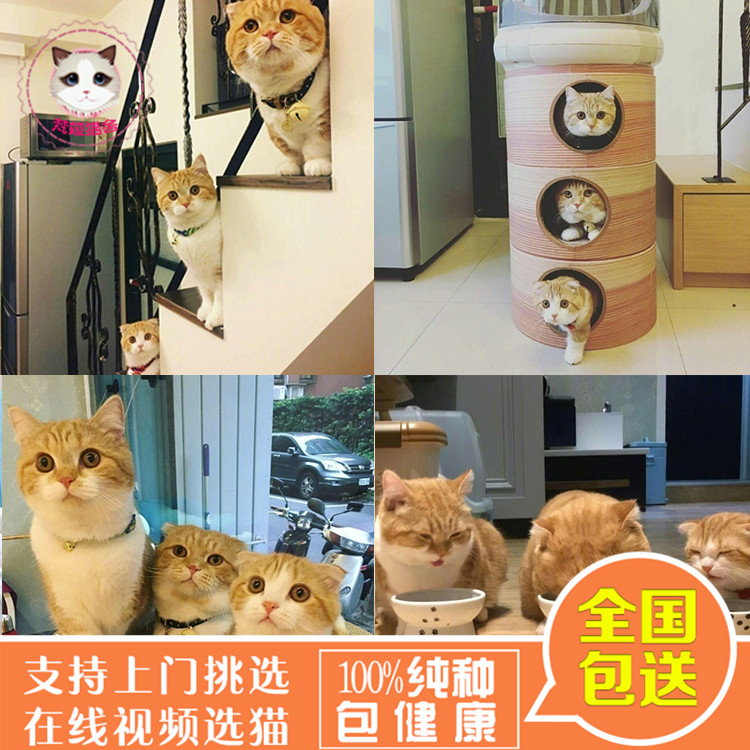 梵娅猫舍 曼基康猫矮脚猫拿破仑 纯白短腿猫乳色长毛矮脚活体幼猫在类目 宠物/宠物食品及用品, 其它宠物, 其它宠物中 - 来自Buy2taobao.com提供专业的淘宝代购服务