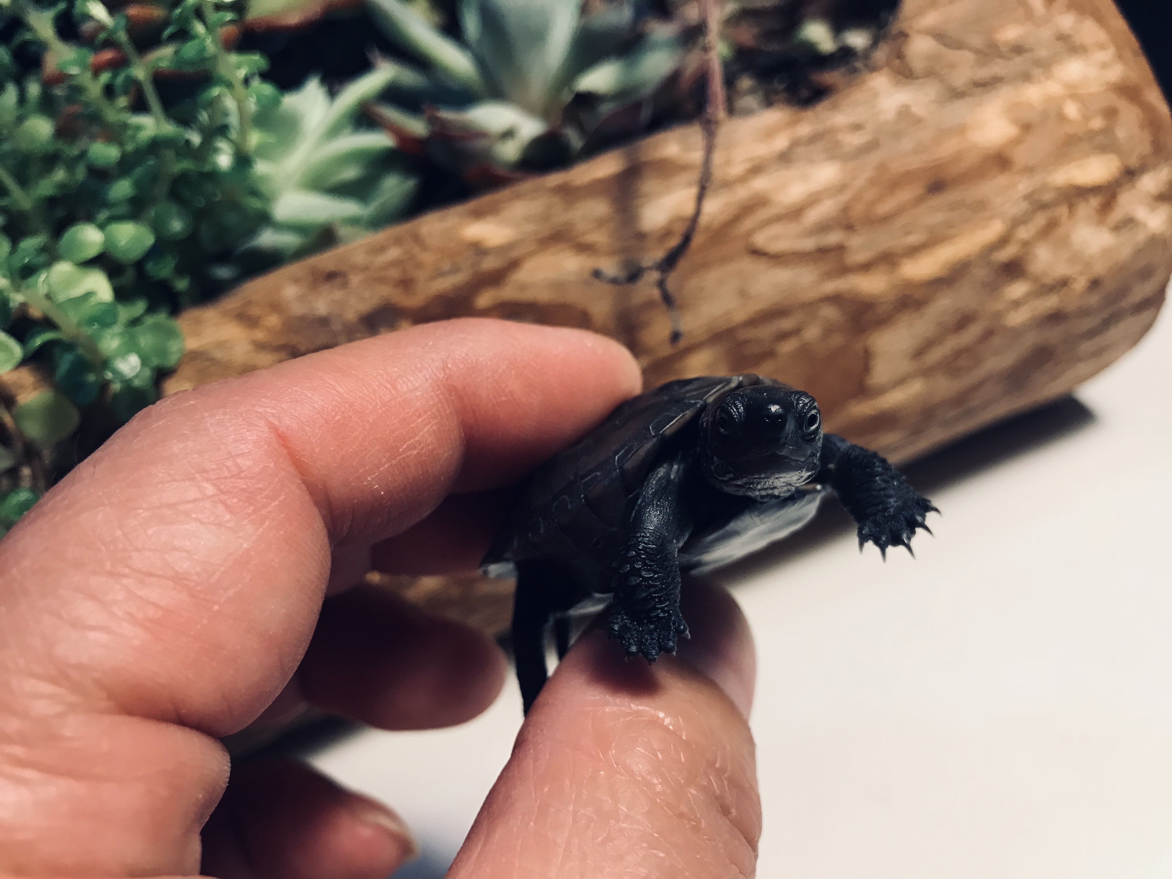 飼養盒幼龜龜糧烏龜彩色洗澡烏龜活物巴西龜小寵物龜苗金錢龜在類目 寵物/寵物食品及用品, 水族世界, 龜/鱉中 - 來自Buy2taobao.com提供專業的淘寶代購服務