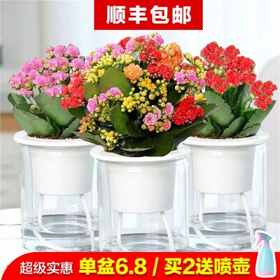 长寿花盆栽带花苞花卉植物室内花绿植绿巴黎重瓣大花四季开花花苗