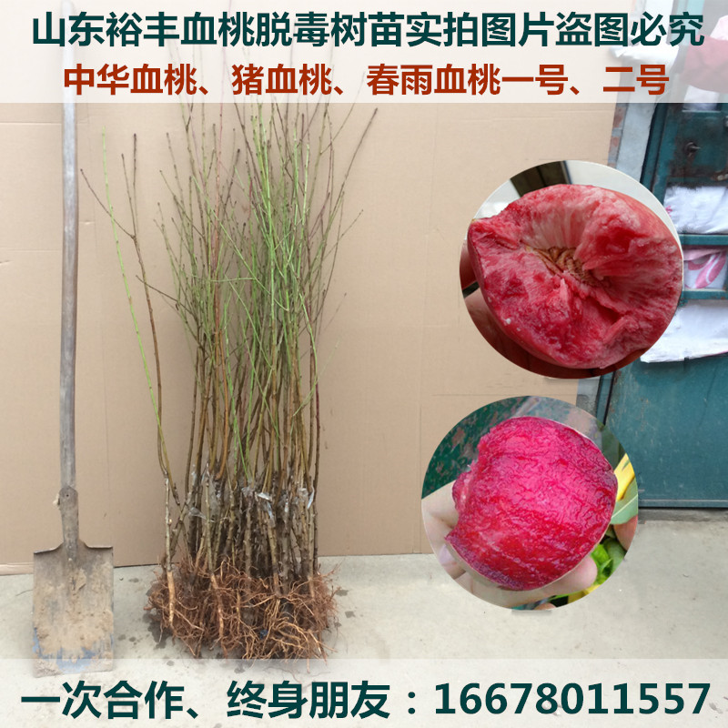 中華血桃樹苗春雨壹號血桃苗二號豬血桃子苗紫肉血桃大桃當年結果在類目 鮮花速遞/花卉仿真/綠植園藝, 花園植物/行道樹/果樹, 果樹中 - 來自Buy2taobao.com提供專業的淘寶代購服務