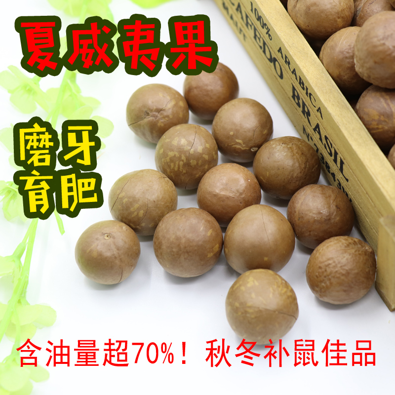 金花雪地魔王松鼠磨牙类用品神器坚果棒零食物夏威夷果开口厚壳|msdalam kategori haiwan peliharaan/makanan haiwan dan bekalan, hamsters kelas haiwan peliharaan dan lain-lain kecil, Feed/makanan ringan - dari Buy2taobao.com untuk memberikan perkhidmatan ejen Taobao profesional membeli