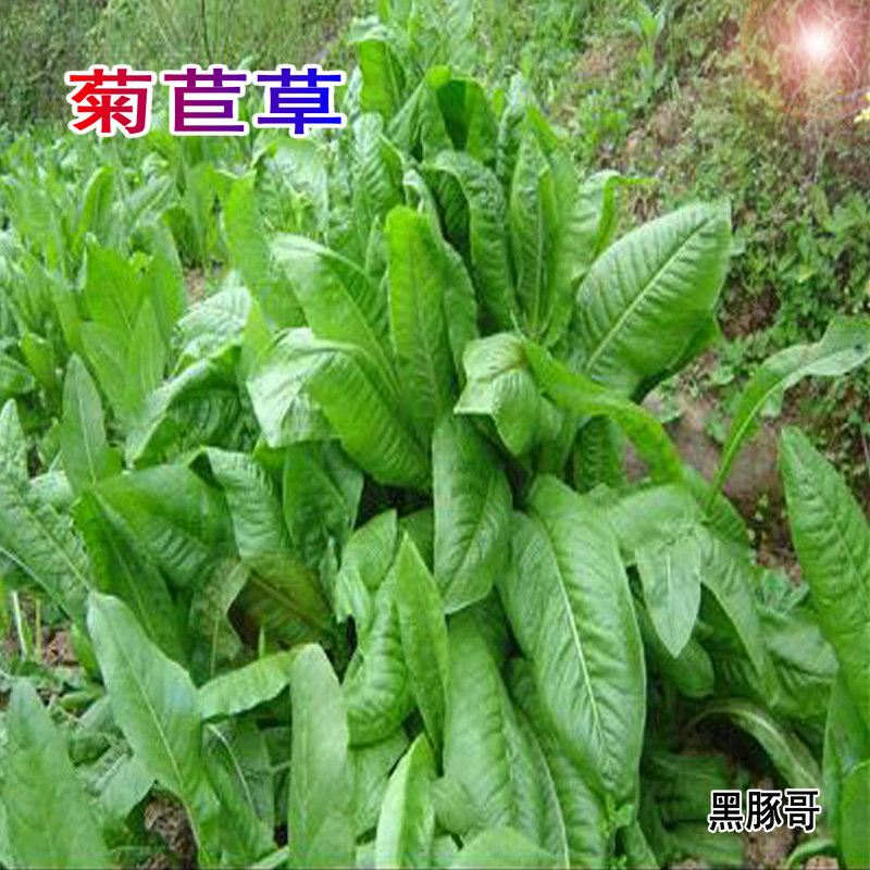 Chicory fresh Pasture Catty Guinea pigs Totoro Guinea pigs rabbit Tortoises Forage Deliver goods Hayin the Pet/Pet food and supplies , Aqua World , Turtle Watch/Turtle feed category - from Buy2taobao.com to provide professional Taobao agent buy service