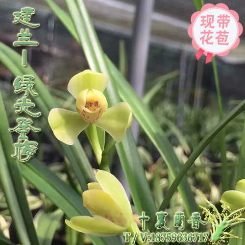 正品兰花建兰绿光登梅四季兰八大名品夏带花苞浓香绿植老种兰花苗在类目 鲜花速递/花卉仿真/绿植园艺, 花卉/绿植盆栽(新), 花卉中 - 来自Buy2taobao.com提供专业的淘宝代购服务