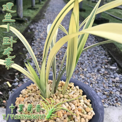 正品蘭花建蘭四季蘭臥龍素高檔線藝夏帶花苞室內陽台綠植老種蘭花在類目 鮮花速遞/花卉仿真/綠植園藝, 花卉/綠植盆栽(新), 花卉中 - 來自Buy2taobao.com提供專業的淘寶代購服務