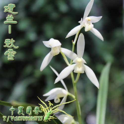 正品蘭花建蘭四季蘭秋雪夏帶花苞濃香綠植盆栽花卉名貴素心蘭花苗在類目 鮮花速遞/花卉仿真/綠植園藝, 花卉/綠植盆栽(新), 花卉中 - 來自Buy2taobao.com提供專業的淘寶代購服務