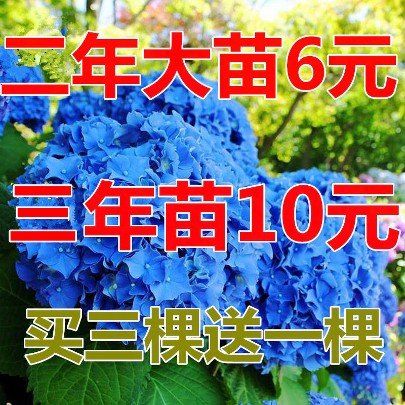 阳台绿植卉盆栽绿植庭院植物无尽夏八仙绣球花苗四季室内开花耐寒在类目 鲜花速递/花卉仿真/绿植园艺, 花卉/绿植盆栽(新), 花卉中 - 来自Buy2taobao.com提供专业的淘宝代购服务