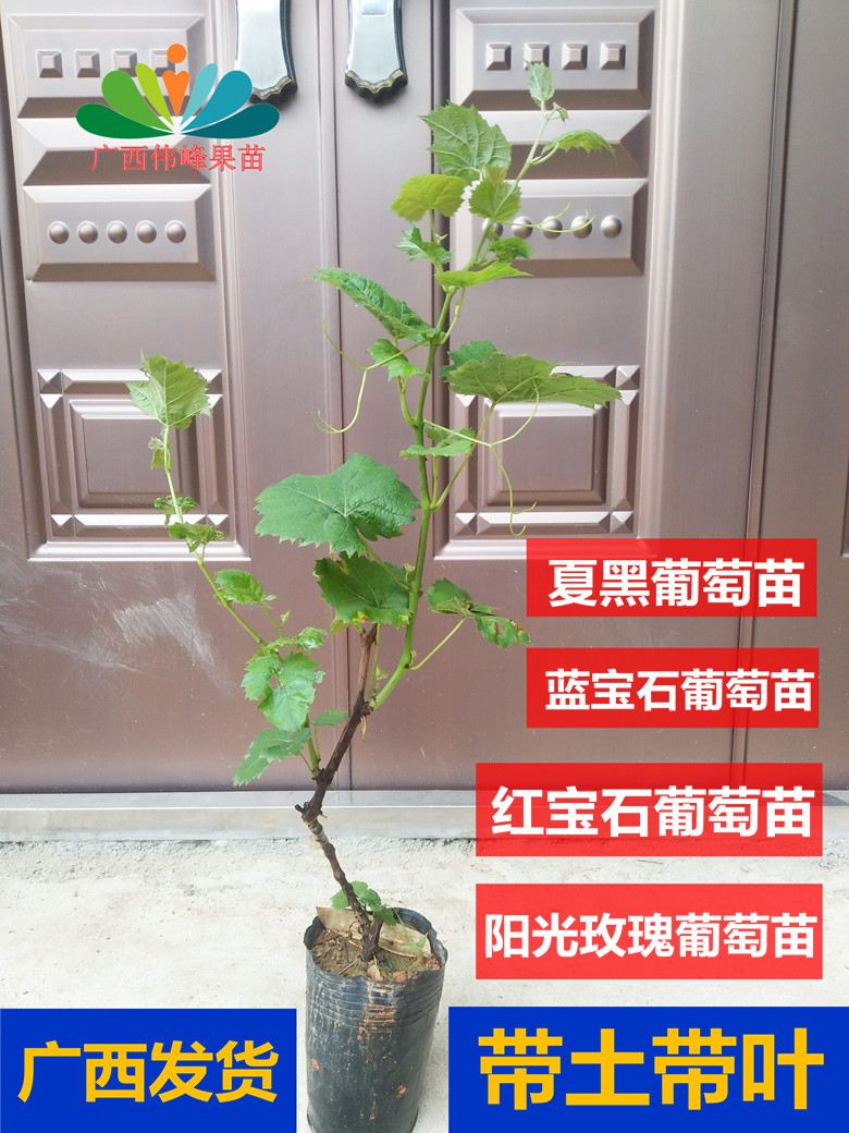 葡萄树大苗阳光玫瑰红宝石蓝宝石夏黑葡萄苗庭院地栽带土带叶发货在类目 鲜花速递/花卉仿真/绿植园艺, 花园植物/行道树/果树, 果树中 - 来自Buy2taobao.com提供专业的淘宝代购服务