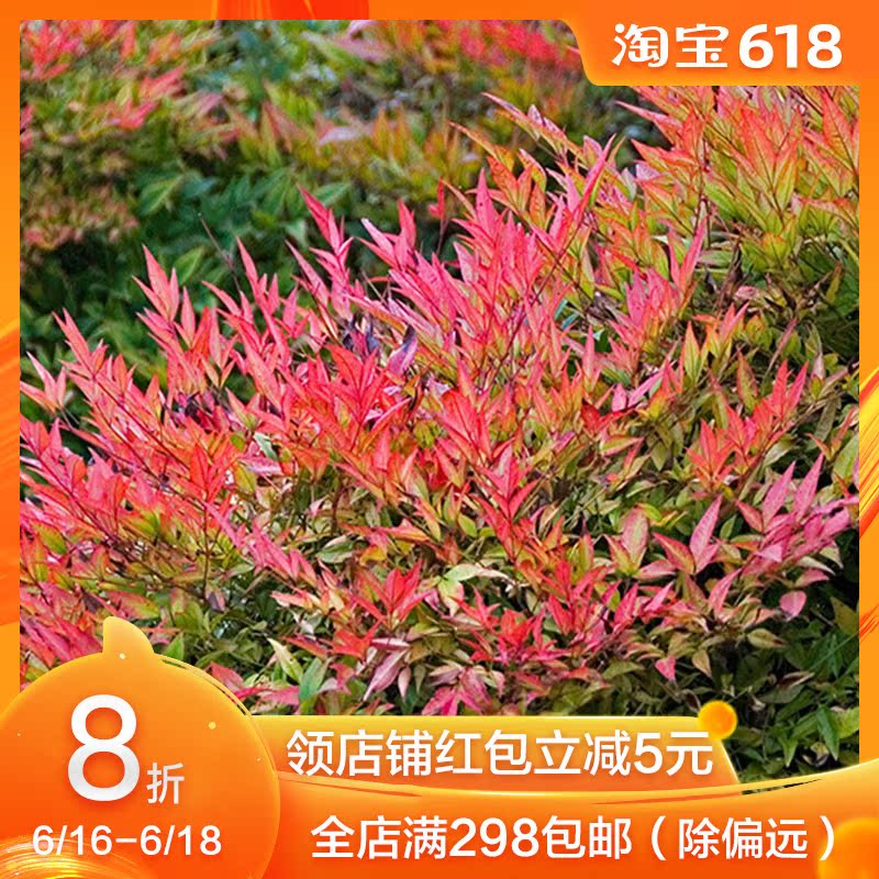 虹越灌木 南天竹湾流3加仑盆栽苗 庭院绿化植物四季耐寒彩叶观叶|msdalam kategori penghantaran bunga/bunga simulasi/tumbuhan berkebun, bunga/Tumbuh-tumbuhan tumbuh-tumbuhan pasu (baru), bunga - dari Buy2taobao.com untuk memberikan perkhidmatan ejen Taobao profesional membeli