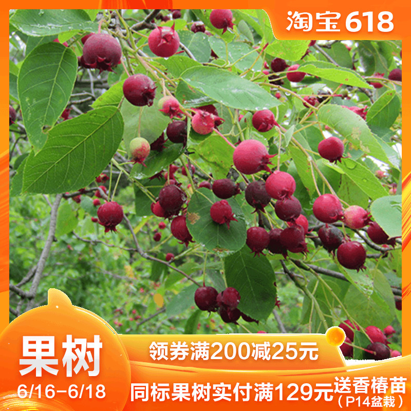 钙果 果树果苗 虹越荷兰进口万紫千红3L盆栽苗 可食用水果苗在类目 鲜花速递/花卉仿真/绿植园艺, 花园植物/行道树/果树, 观叶 /花灌木中 - 来自Buy2taobao.com提供专业的淘宝代购服务