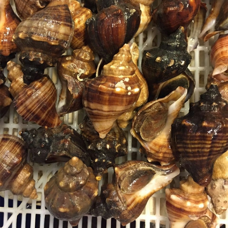 8-12 individual/Fresh Ternatanus fresh Small conch Dalian Zhangzidao Conch Seafood Shellfish Conchin the Aquatic meat/Fresh fruits and vegetables/Cooked , Seafood/Aquatic/Product , Shellfish , Shellfish Products category - from Buy2taobao.com to provide professional Taobao agent buy service
