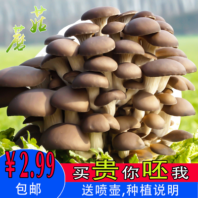 春艺食用菌平菇蘑菇菌包种植包邮盒袋桶棒儿童学校家庭菌种盆栽景