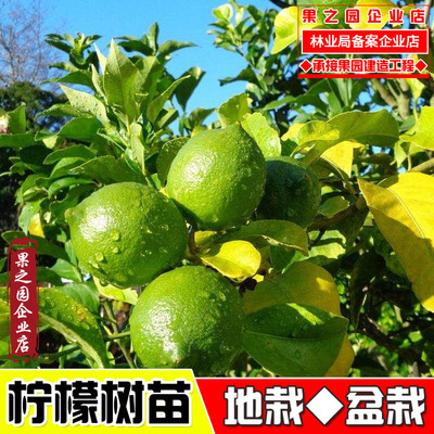 香水柠檬嫁接苗 果树苗柠檬树苗 盆栽带果 柠檬苗四季结果包邮