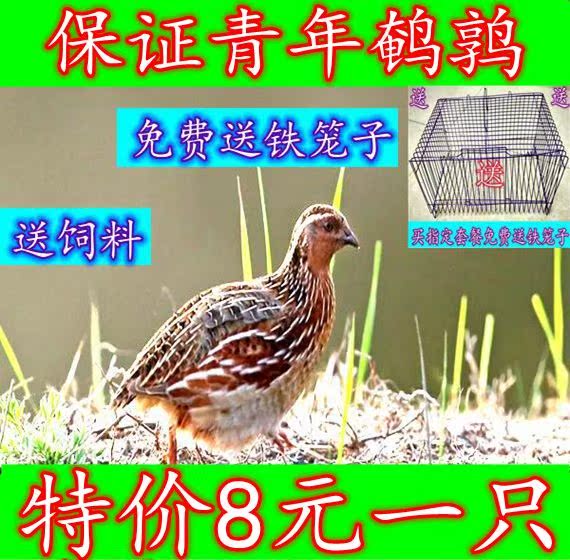 包邮天天下蛋鹌鹑鸟活体鹌鹑繁殖用种鹌鹑青年鹌鹑活体宠物手玩鸟在类目 宠物/宠物食品及用品, 鸟类及用品, 鸟中 - 来自Buy2taobao.com提供专业的淘宝代购服务